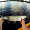 Fishing for Tarpon on Mosquito Lagoon