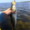 Fishing for Trout on Mosquito Lagoon