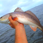 120114-redfish