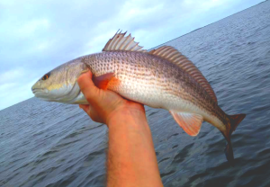 120114-redfish