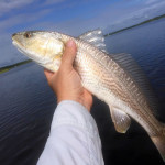 10-10-15-redfish-2